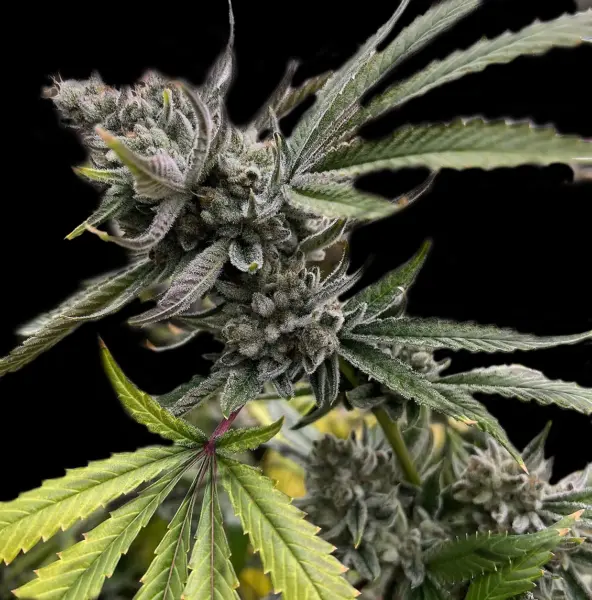 Grease Monkey S1 Cannabis Seeds by Bulk White Label