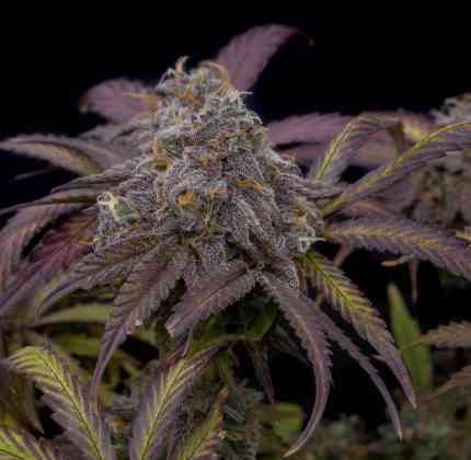 twenty20 mendocino strawberry biscotti auto