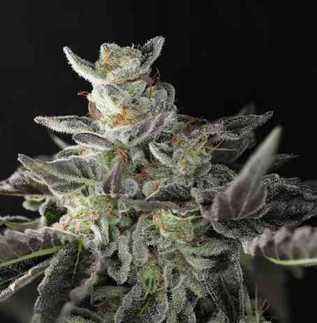 twenty20 mendocino sugar & spice