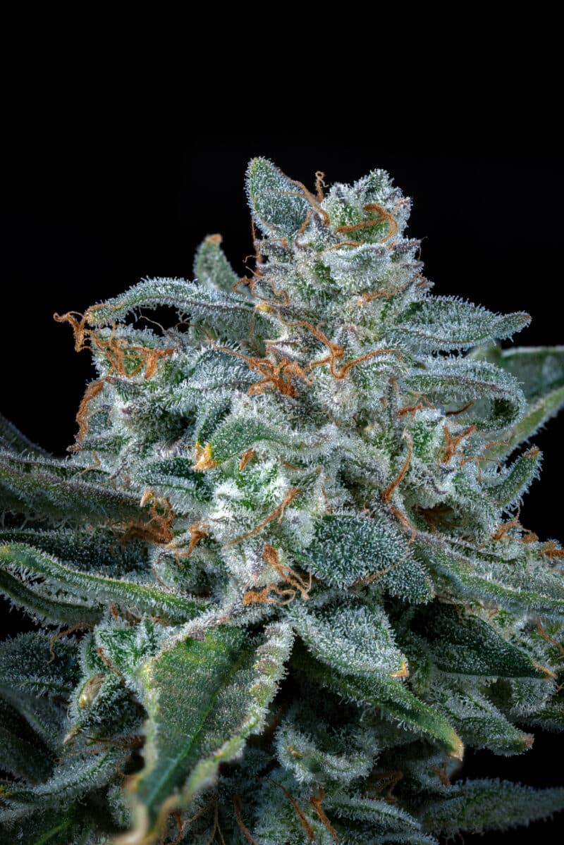 Mephisto Genetics > Too Fairy Auto