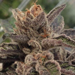 Rare Dankness 501st OG