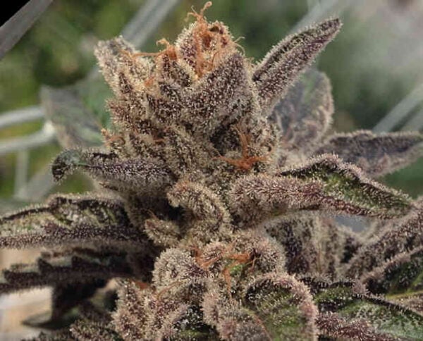 Rare Dankness 501st OG