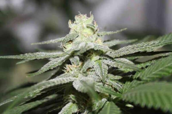 Purple Caper Alien Skunk Fem