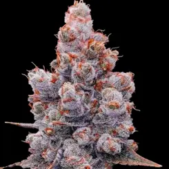 Banana Jealousy Auto RF3 Cannabis Seeds by Ethos Genetics