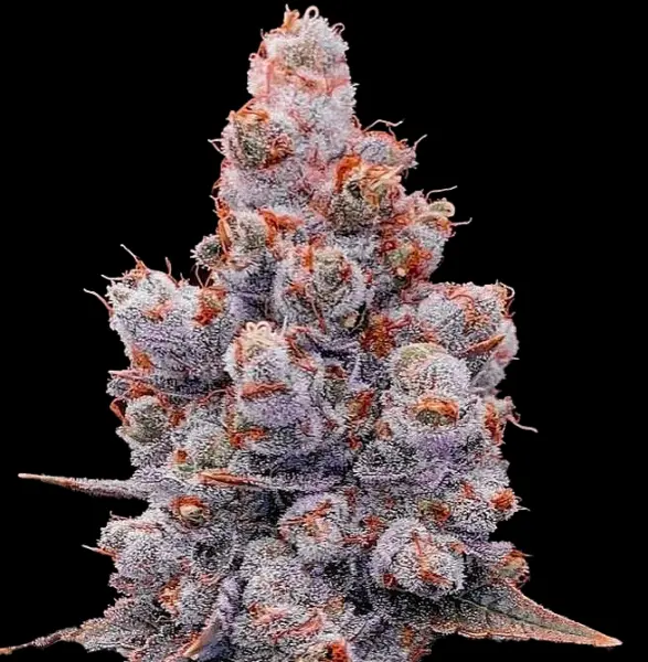 Banana Jealousy Auto RF3 Cannabis Seeds by Ethos Genetics