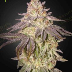 Black Toffee