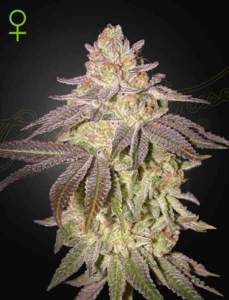 Black Toffee