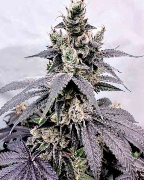 Exotic Genetix Dumb Gas