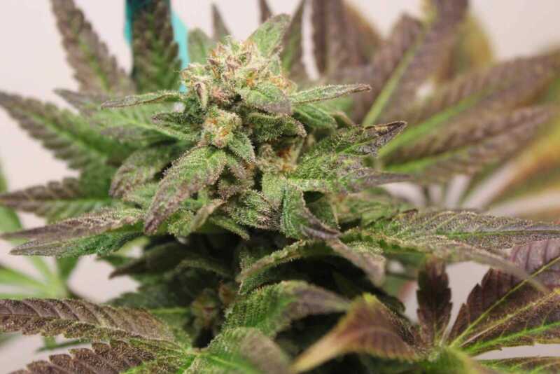 Close-up of an Oakland Grape Ape (F) cannabis plant showing its leaves and buds covered in small white trichomes.