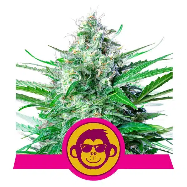 Royal Queen > Grape Ape