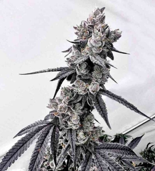 Exotic Genetix Grapechata