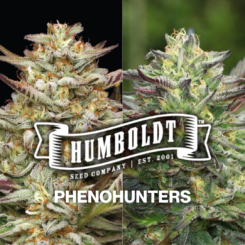 Humboldt Seed Co. PhenoHunters