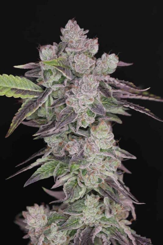 Close-up of a Humboldt Afghani V2 (F) with dense, frosty buds and green leaves covered in trichomes, set against a black background.