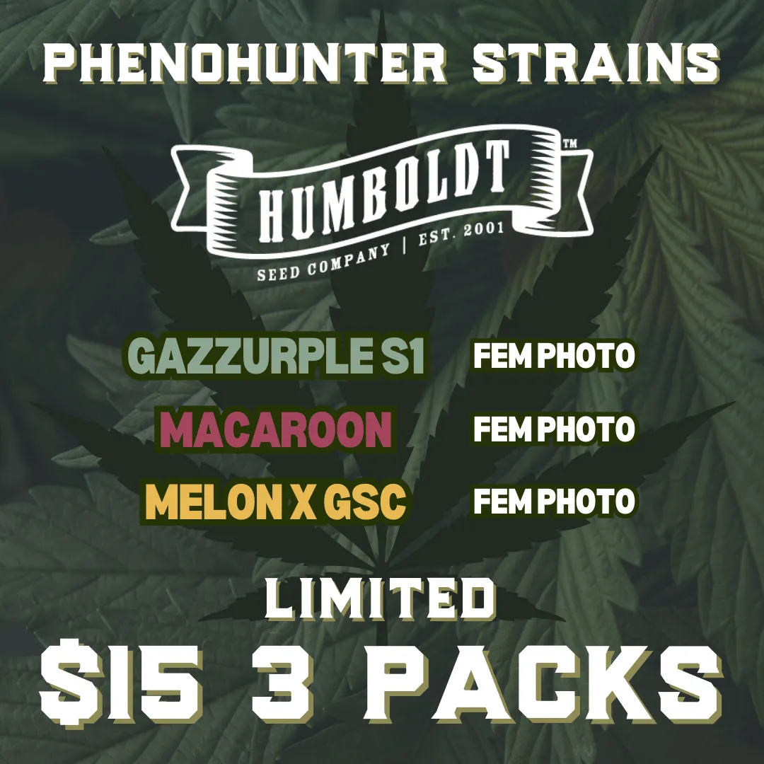 HSC Phenohunters cannabis seeds
