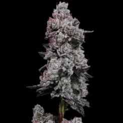 Lemon Cherry Gelato Auto R3 Cannabis Seeds by Ethos Genetics
