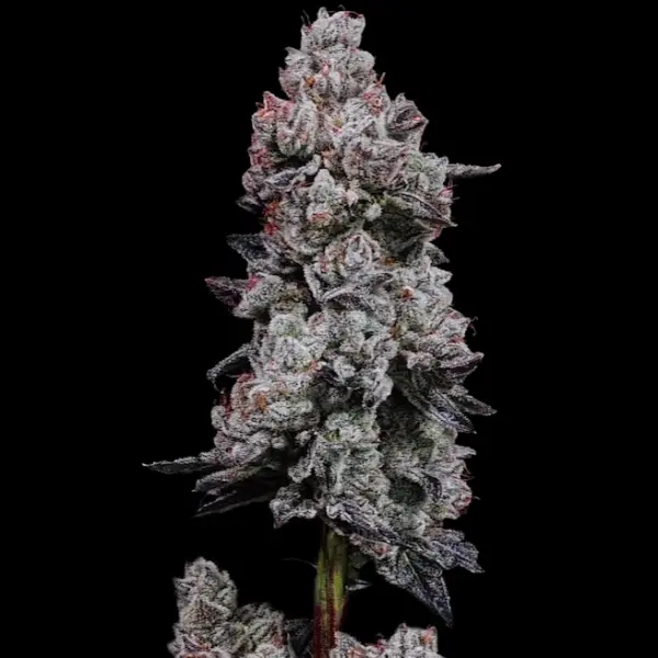 Lemon Cherry Gelato Auto R3 Cannabis Seeds by Ethos Genetics