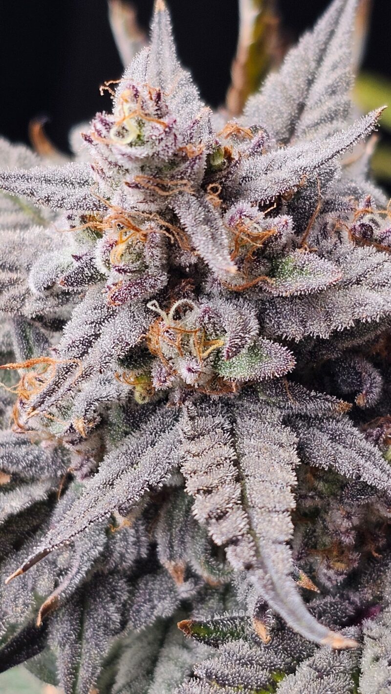 mondo smash cannabis seeds by night owl seeds