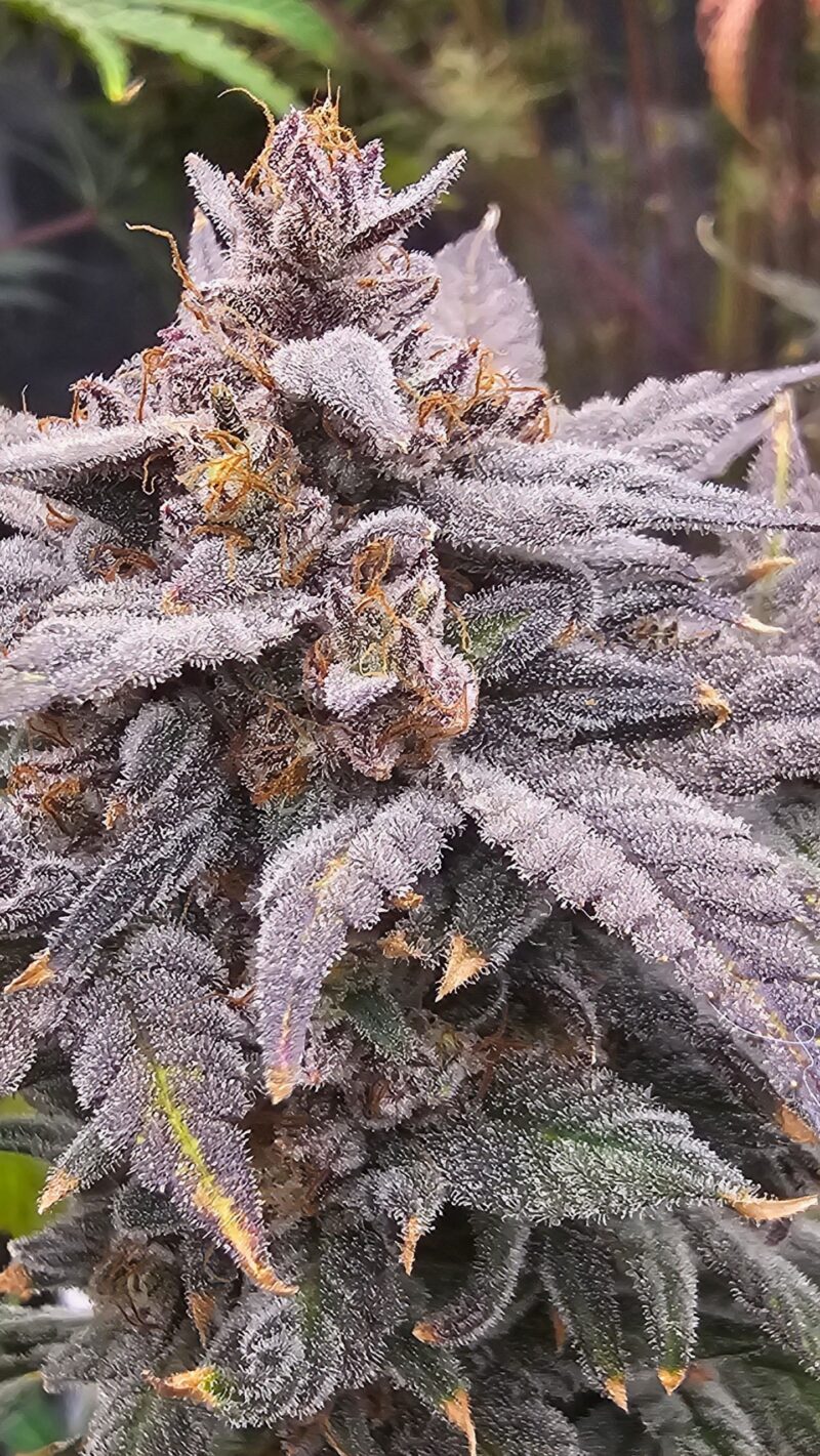 mondo smash cannabis seeds by night owl seeds