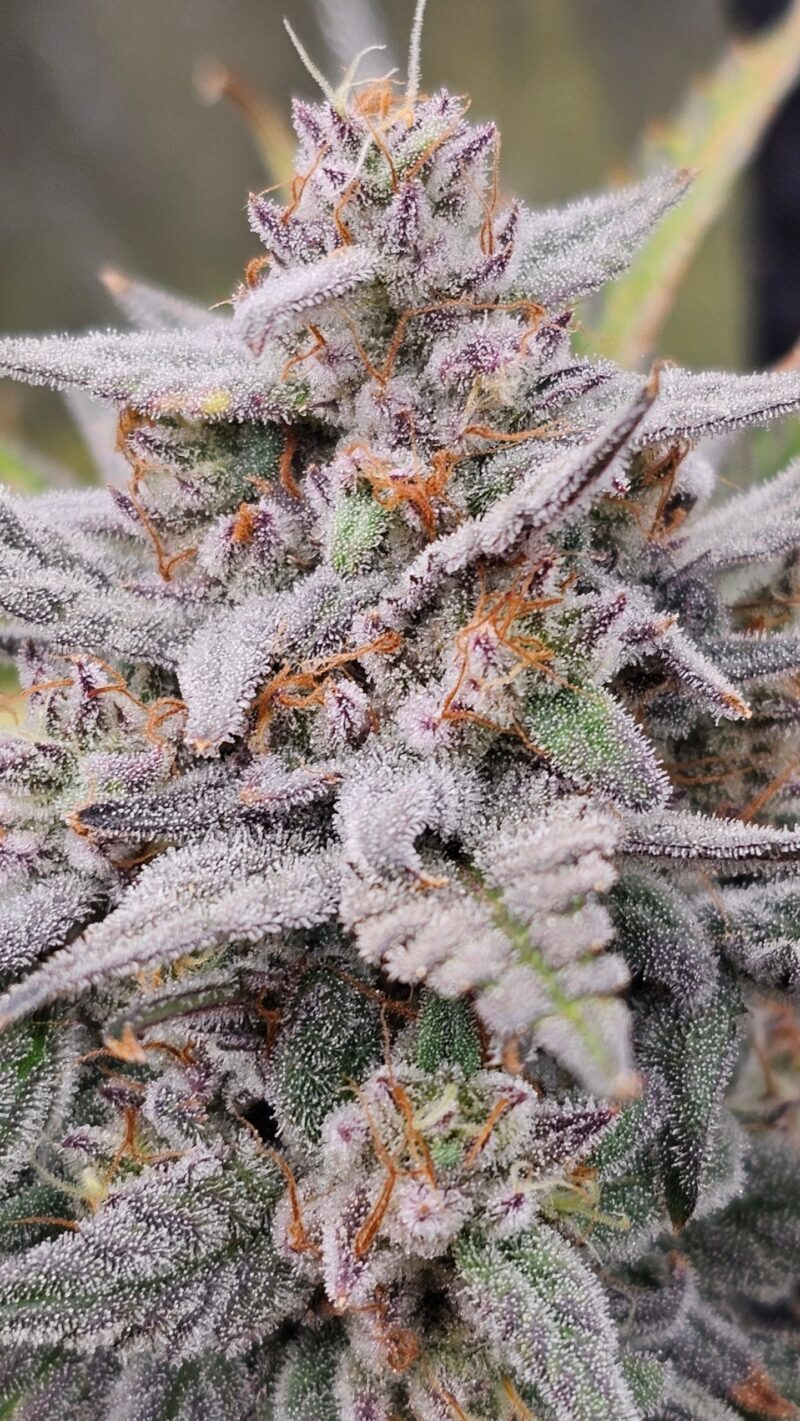 mondo smash cannabis seeds by night owl seeds