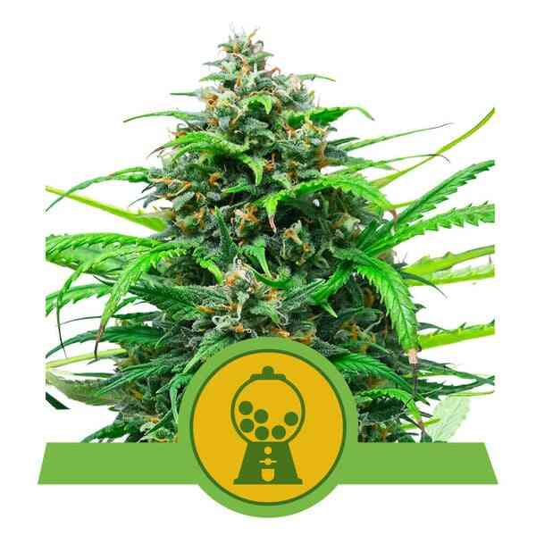 Royal Queen > Pink Runtz Auto