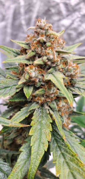 Mephisto Genetics > Strawbba the Hut