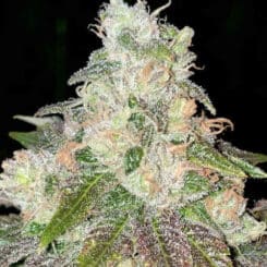 Close-up of a Strawberry Jacuzzi® cannabis plant showing buds covered in trichomes, with green and purple leaves. The plant is set against a dark background.