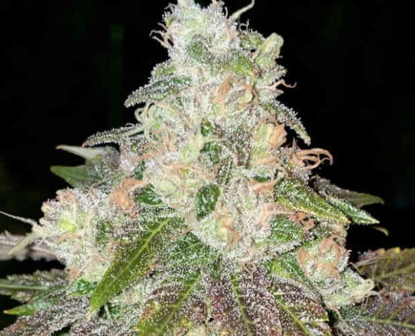 Close-up of a Strawberry Jacuzzi® cannabis plant showing buds covered in trichomes, with green and purple leaves. The plant is set against a dark background.