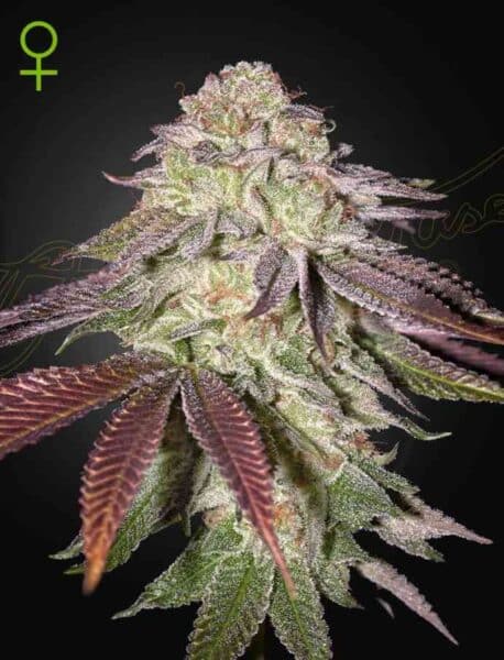 Sugarlato