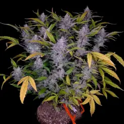 mondo smash cannabis seeds by night owl seeds