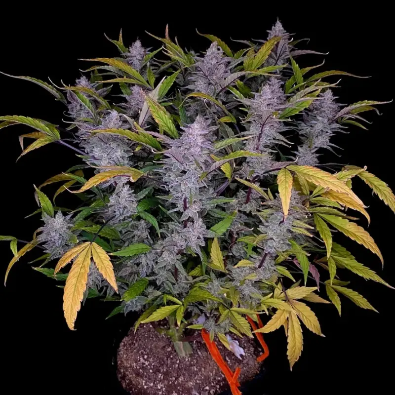 mondo smash cannabis seeds by night owl seeds