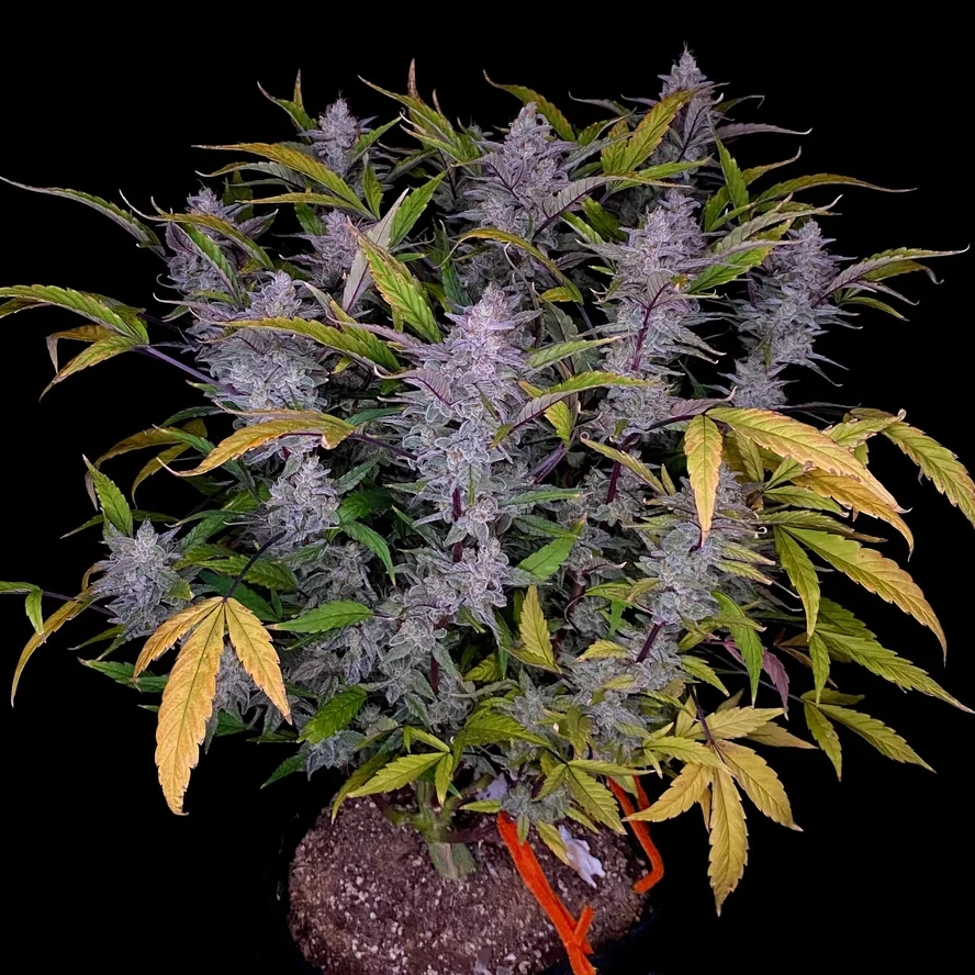 mondo smash cannabis seeds by night owl seeds mondo smash cannabis seeds by night owl seeds