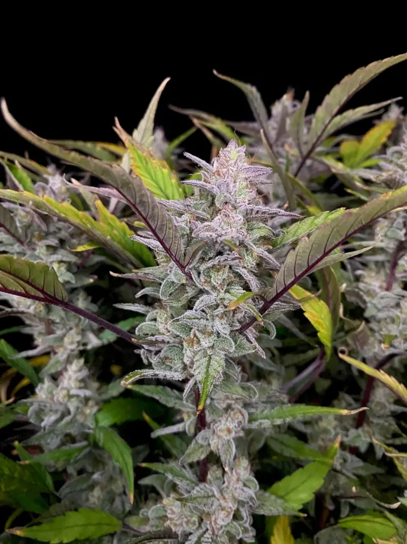 mondo smash cannabis seeds by night owl seeds