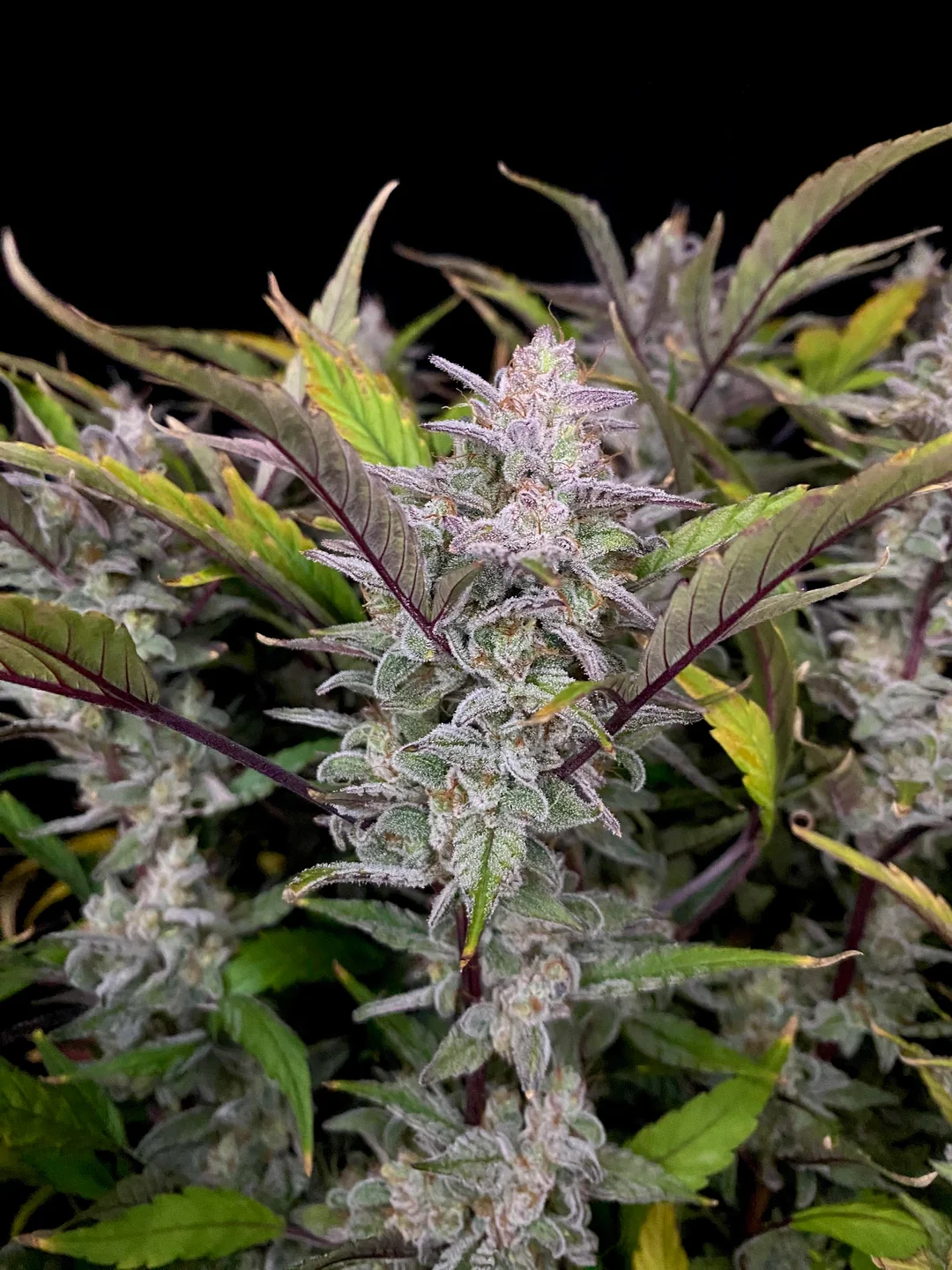 mondo smash cannabis seeds by night owl seeds mondo smash cannabis seeds by night owl seeds
