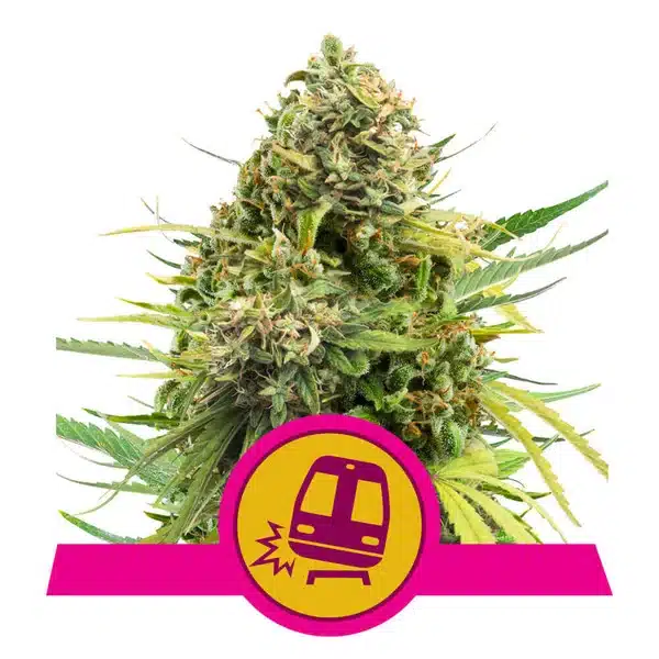 Royal Queen > Trainwreck F