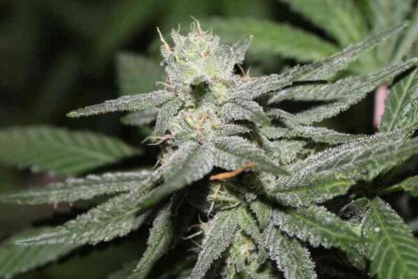 purple caper seeds true og fem