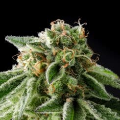 Close-up of a cannabis plant bud with visible trichomes and orange pistils against a black background, showcasing the extraordinary quality akin to Illegal Alien, Alien Technology BX (F).