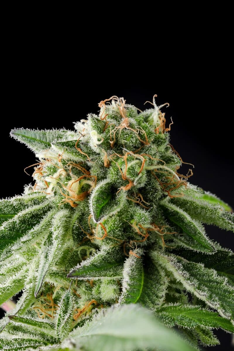 Close-up of a cannabis plant bud with visible trichomes and orange pistils against a black background, showcasing the extraordinary quality akin to Illegal Alien, Alien Technology BX (F).