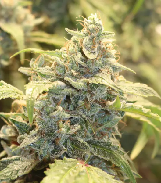 Mephisto Genetics > Creme-Tasmo