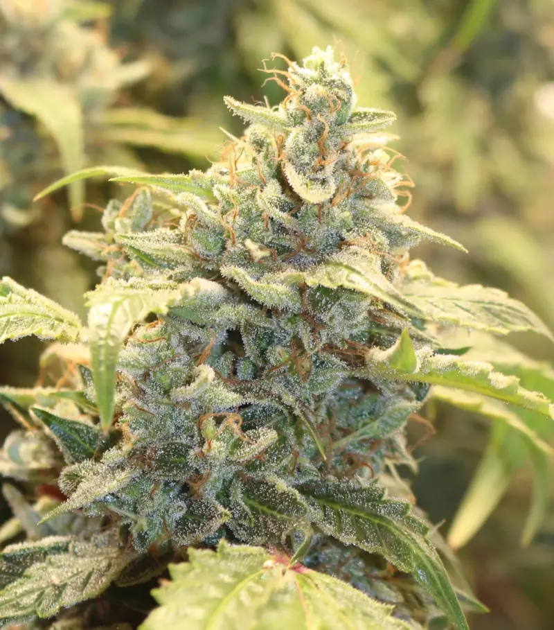 Mephisto Genetics > Creme-Tasmo