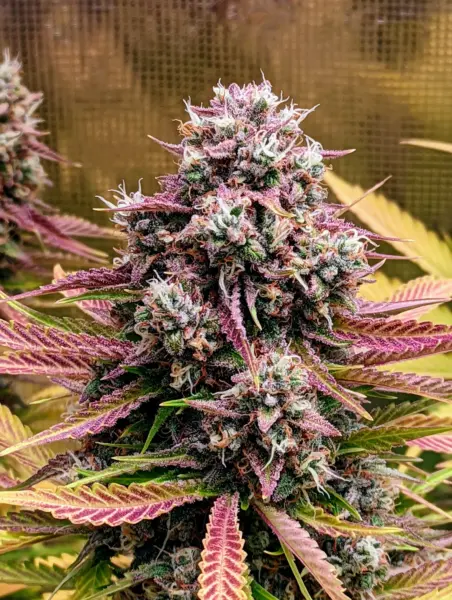 Mephisto Genetics > Deez Nuggs