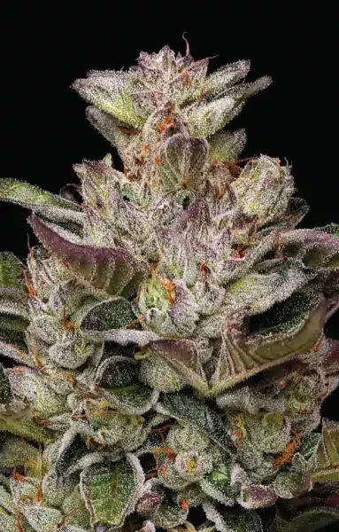 Humboldt Seed Co > Donutz