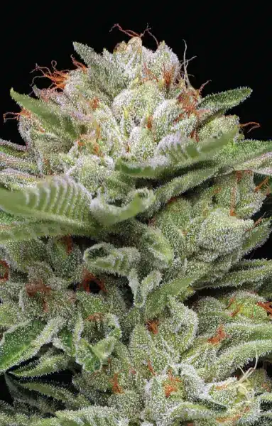 Close-up of a Durban Poison Auto - HUMBOLDT SEEDS cannabis flower with visible trichomes and orange pistils against a black background.