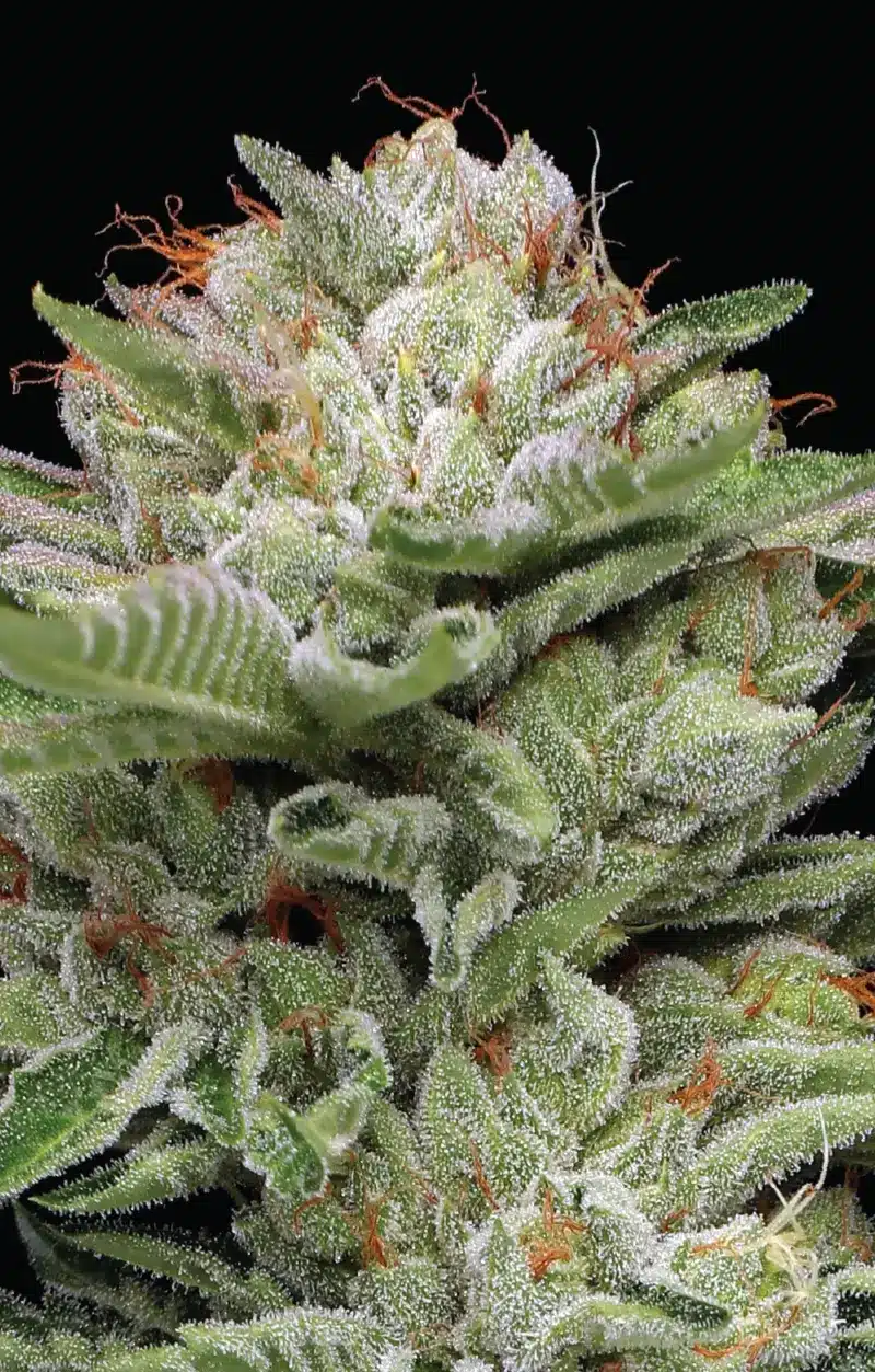 Close-up of a Durban Poison Auto - HUMBOLDT SEEDS cannabis flower with visible trichomes and orange pistils against a black background.