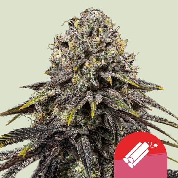 Royal Queen Seeds > Dynamite Diesel