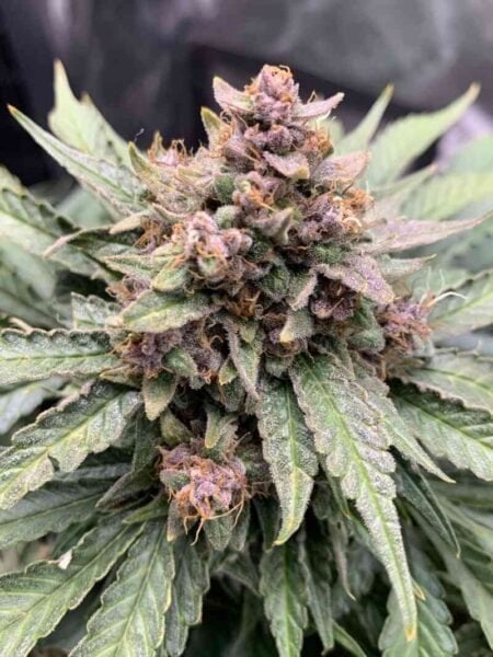 Mephisto Genetics > Forgotten Strawberries