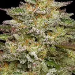 Humboldt Seed Co > Golden Sands