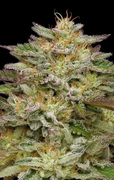 Humboldt Seed Co > Golden Sands