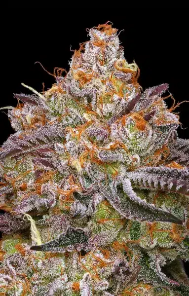 Close-up of a Granny Candy (F) cannabis bud with orange pistils and frosty trichomes against a black background.
