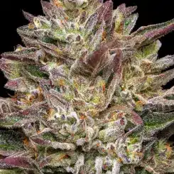 Close-up of a mature Guzzlerz (F) cannabis bud with vibrant purple and green leaves covered in trichomes, set against a black background.