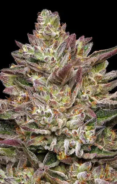 Close-up of a mature Guzzlerz (F) cannabis bud with vibrant purple and green leaves covered in trichomes, set against a black background.